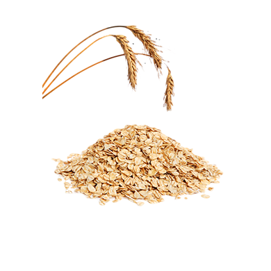 Avena